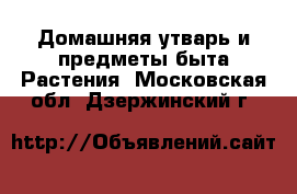 Домашняя утварь и предметы быта Растения. Московская обл.,Дзержинский г.